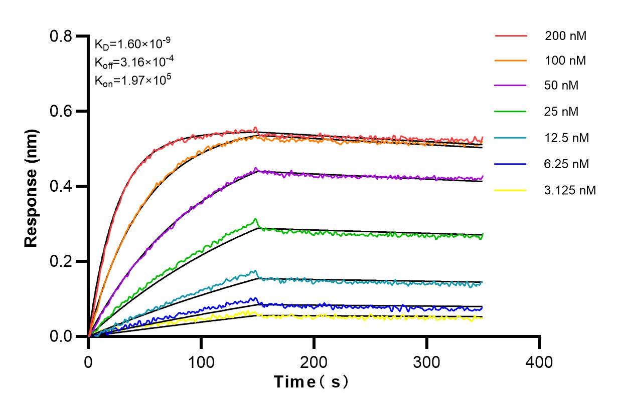 Affinity and Kinetic Characterization of 81323-2-RR