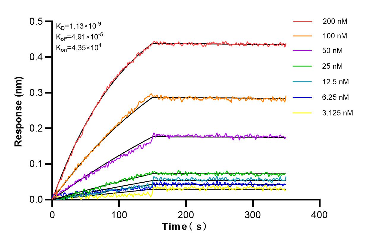 Affinity and Kinetic Characterization of 81324-1-RR