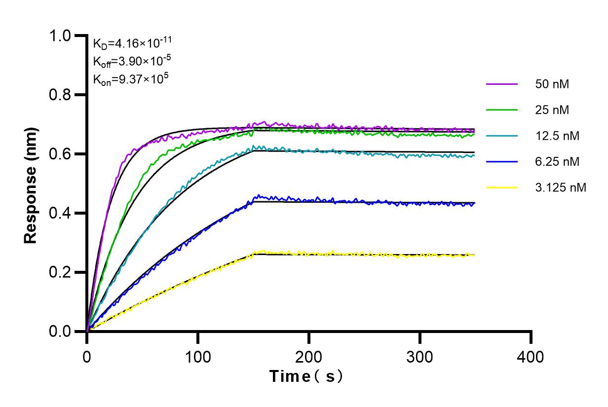 Affinity and Kinetic Characterization of 81340-1-RR