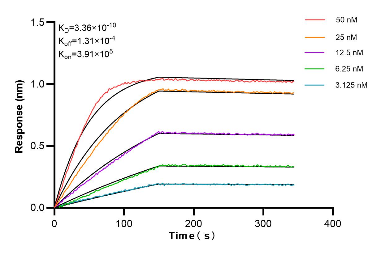Affinity and Kinetic Characterization of 81373-8-RR