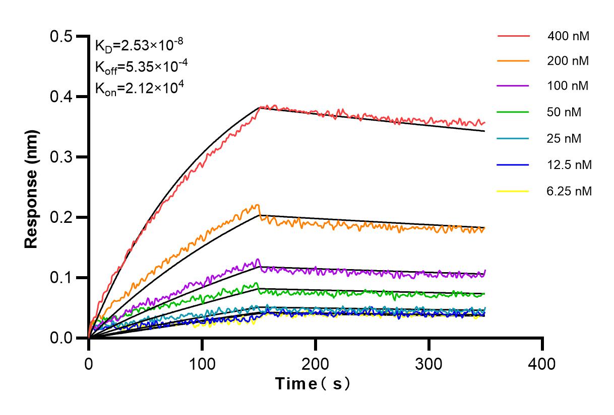 Affinity and Kinetic Characterization of 81377-1-RR