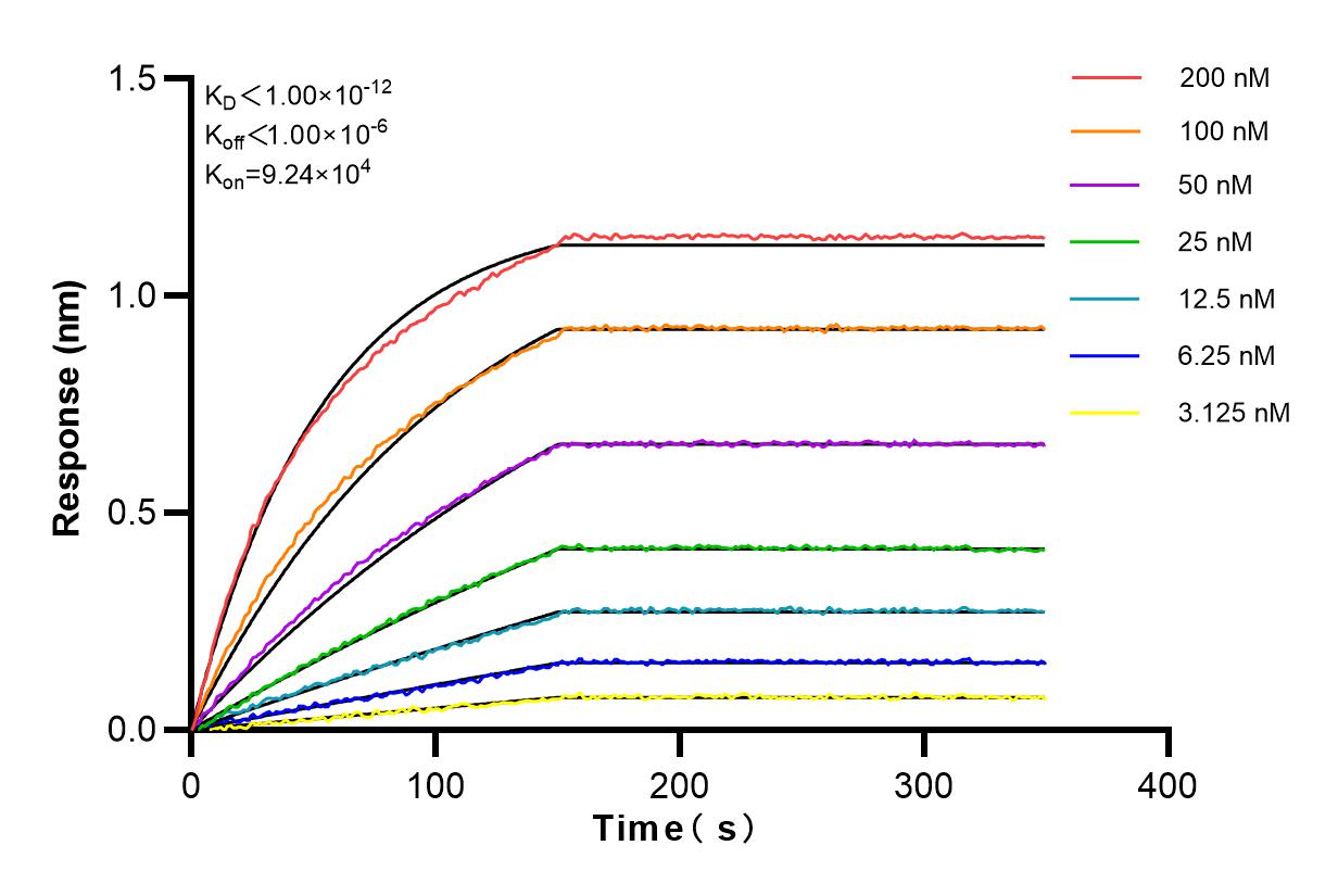 Affinity and Kinetic Characterization of 81478-1-RR