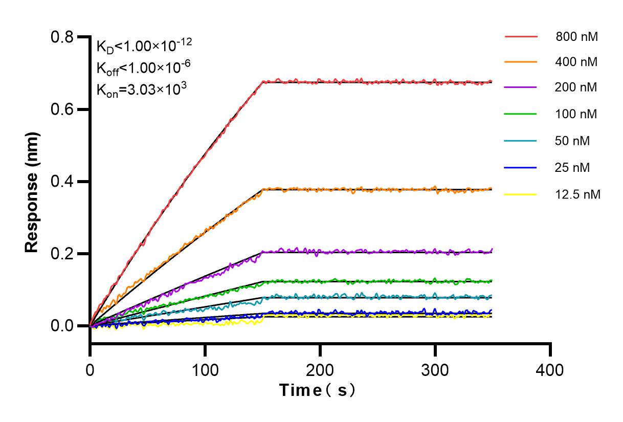 Affinity and Kinetic Characterization of 81527-1-RR