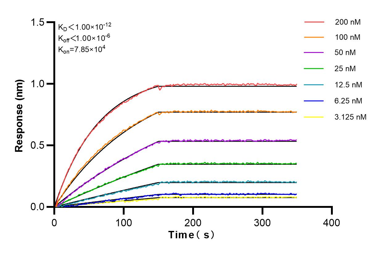 Affinity and Kinetic Characterization of 81561-1-RR