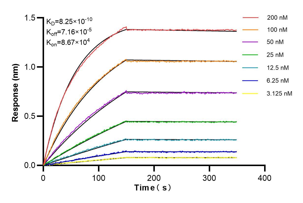 Affinity and Kinetic Characterization of 81561-1-RR