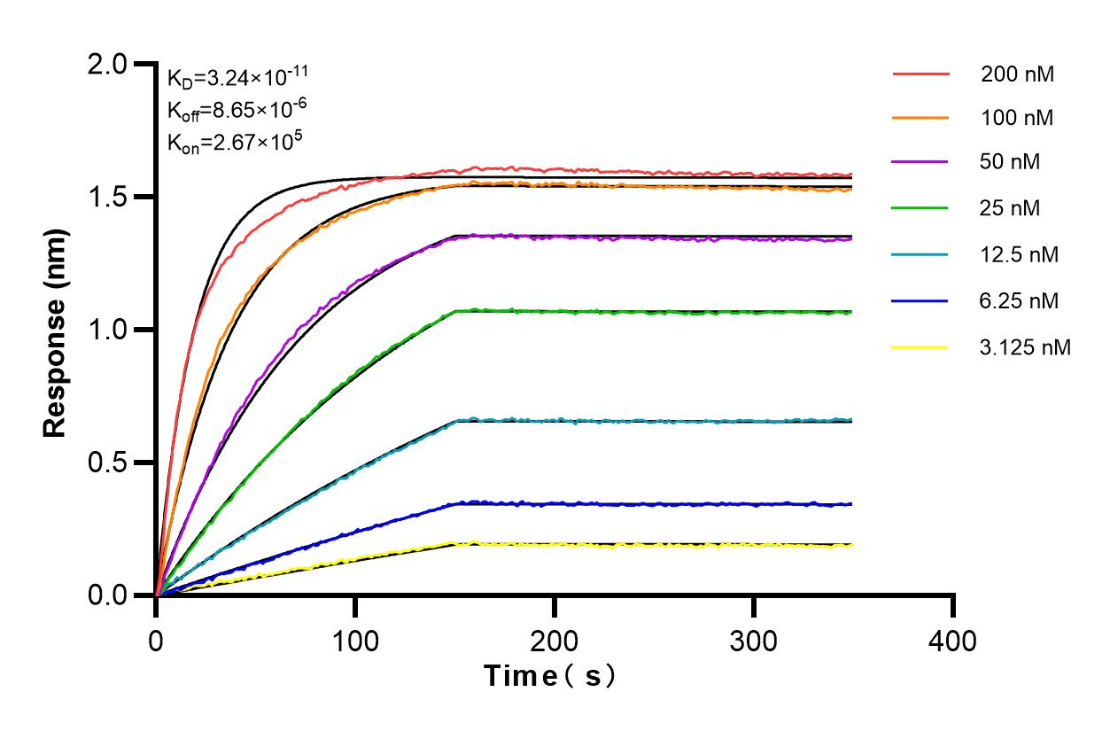 Affinity and Kinetic Characterization of 81567-1-RR