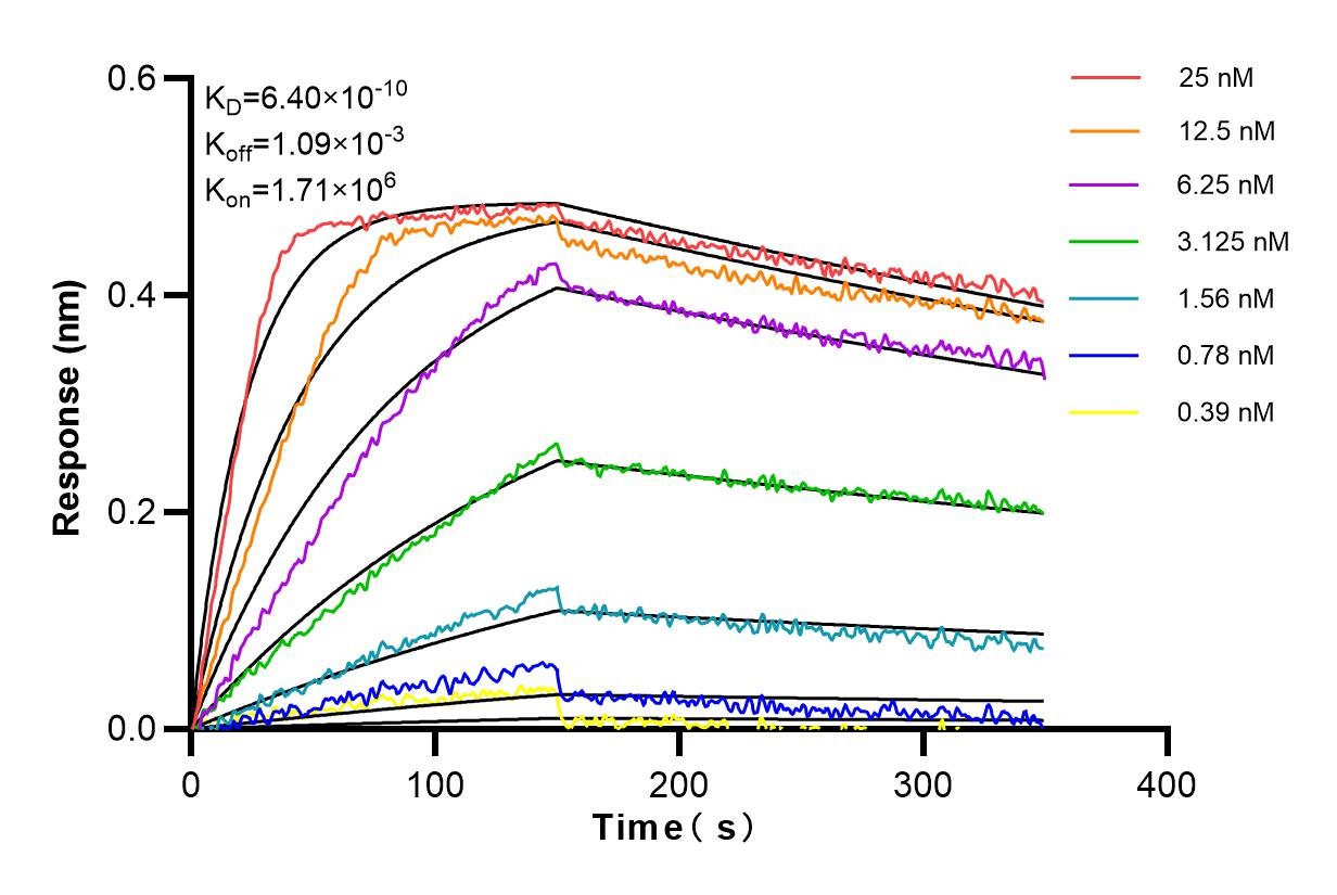 Affinity and Kinetic Characterization of 81584-5-RR