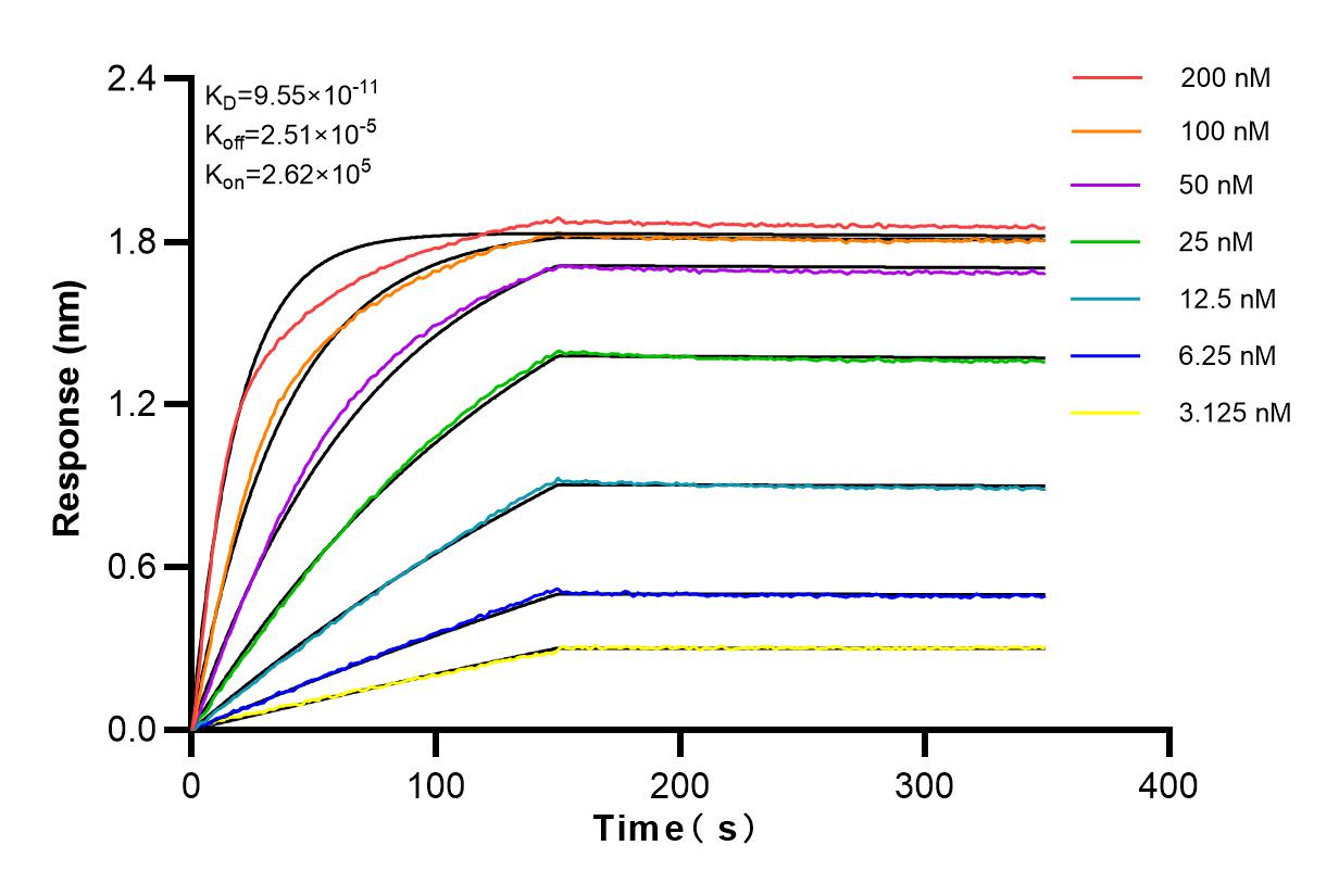 Affinity and Kinetic Characterization of 81611-1-RR