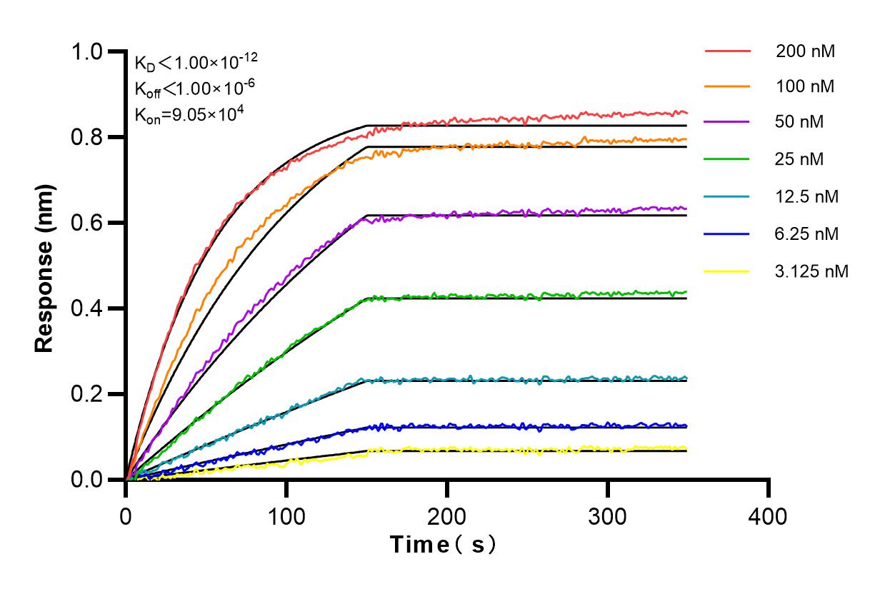 Affinity and Kinetic Characterization of 81615-1-RR