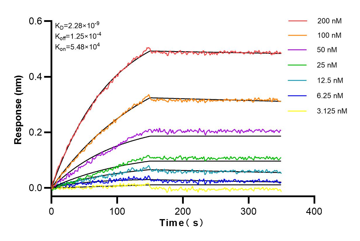 Affinity and Kinetic Characterization of 81656-1-RR