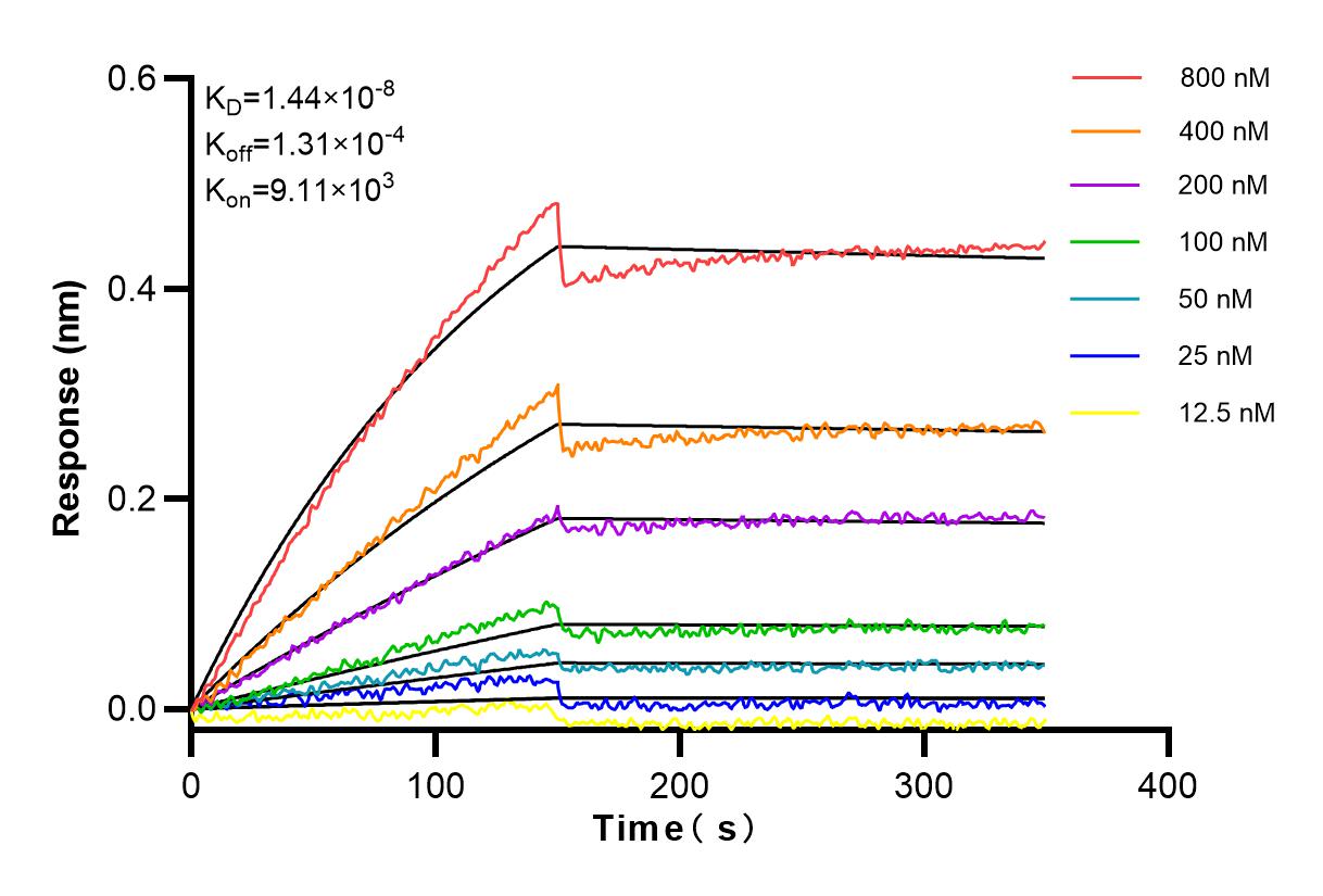 Affinity and Kinetic Characterization of 81668-1-RR