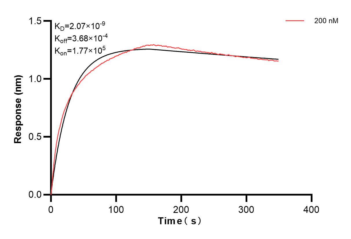 Affinity and Kinetic Characterization of 81751-1-PBS