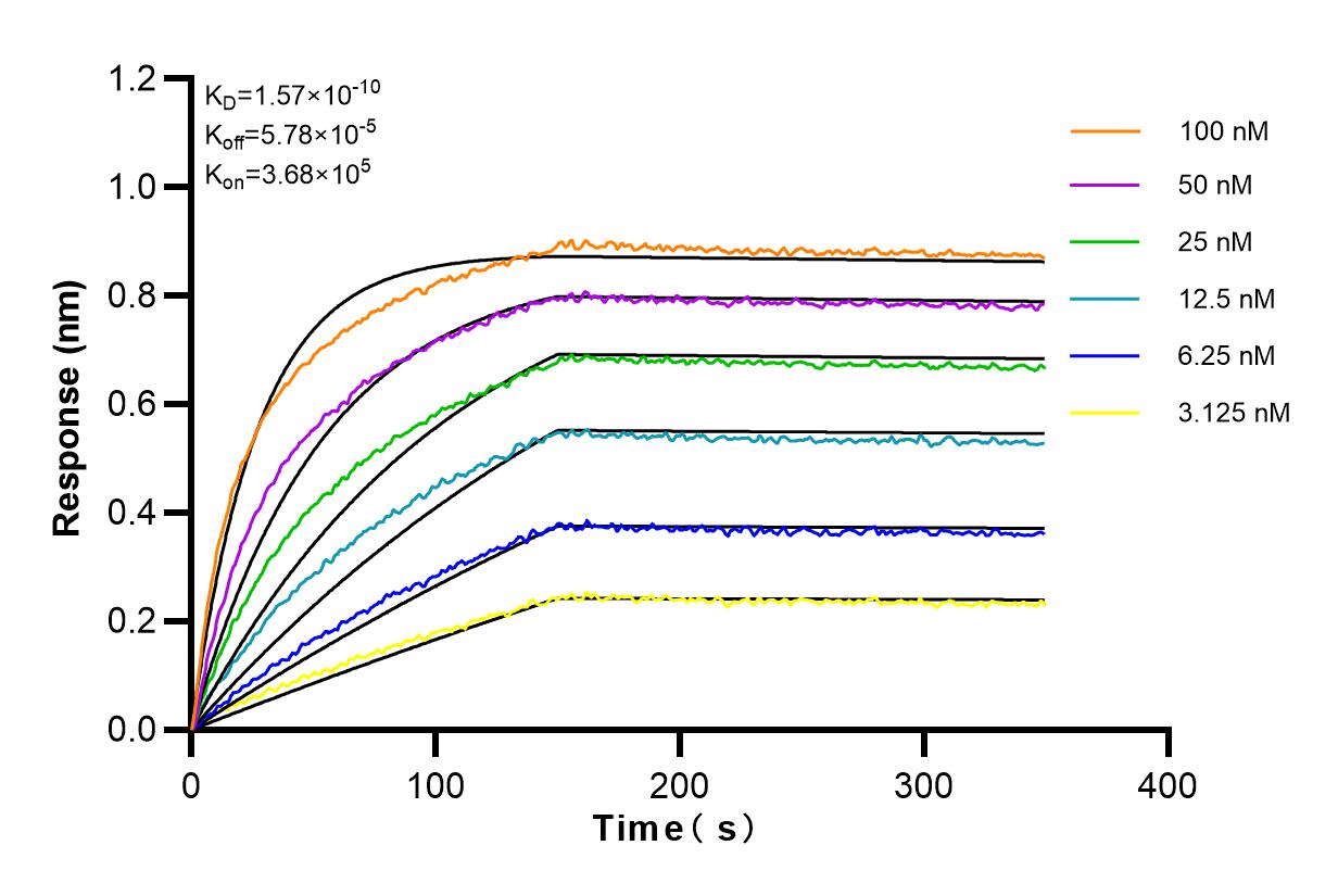 Affinity and Kinetic Characterization of 81754-1-RR