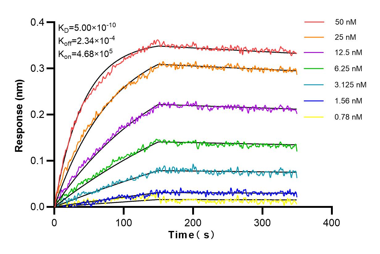 Affinity and Kinetic Characterization of 81798-1-RR