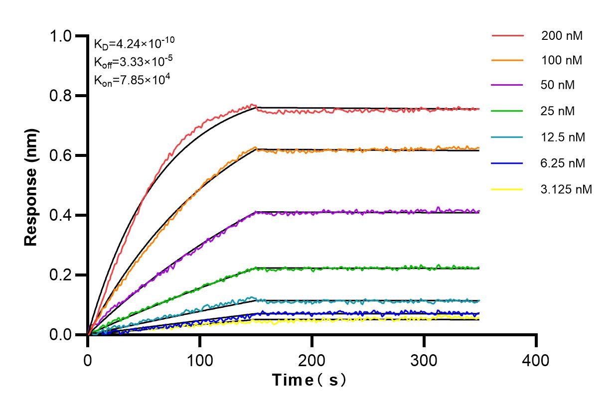 Affinity and Kinetic Characterization of 81844-1-RR