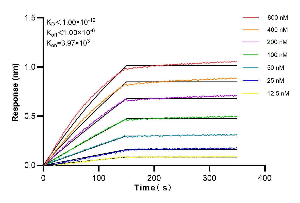 Affinity and Kinetic Characterization of 81853-1-RR