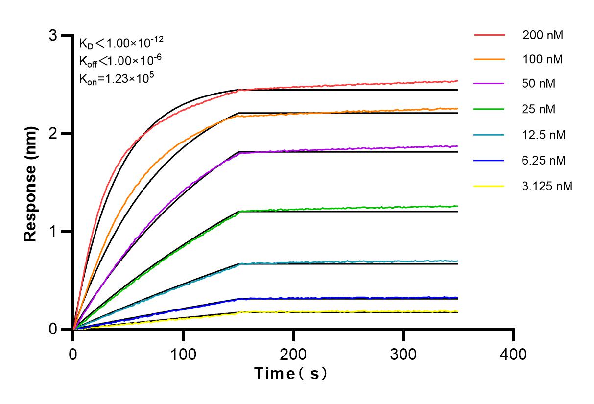 Affinity and Kinetic Characterization of 81854-1-RR