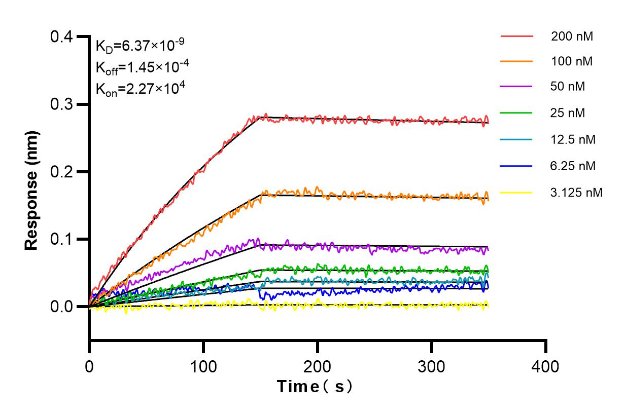 Affinity and Kinetic Characterization of 81990-4-RR