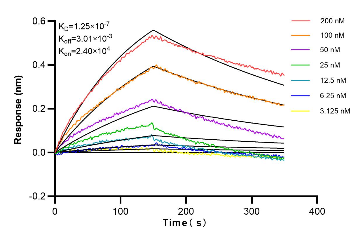 Affinity and Kinetic Characterization of 81991-4-RR