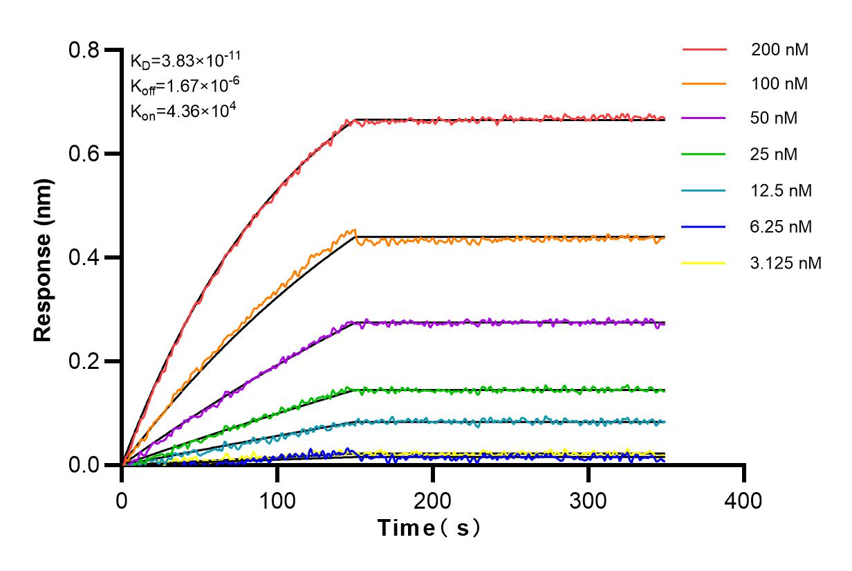 Affinity and Kinetic Characterization of 82105-1-RR