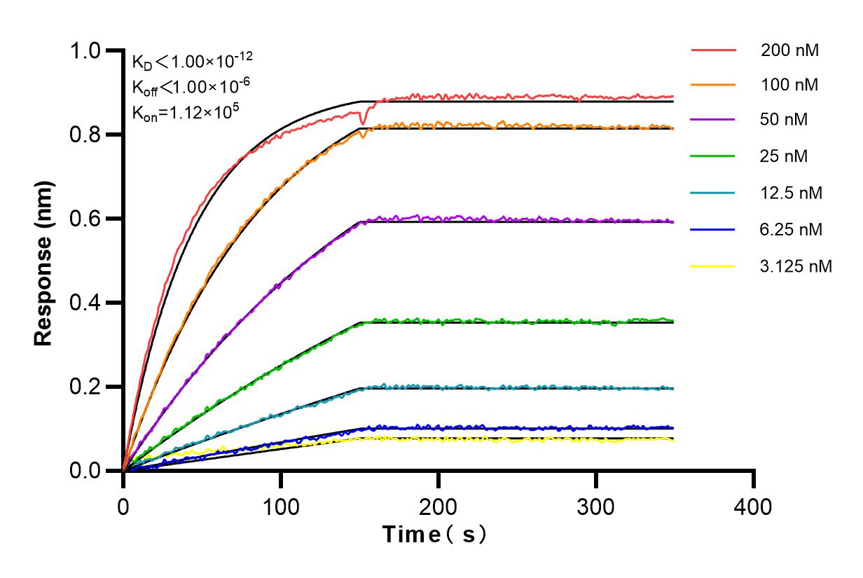 Affinity and Kinetic Characterization of 82148-1-RR