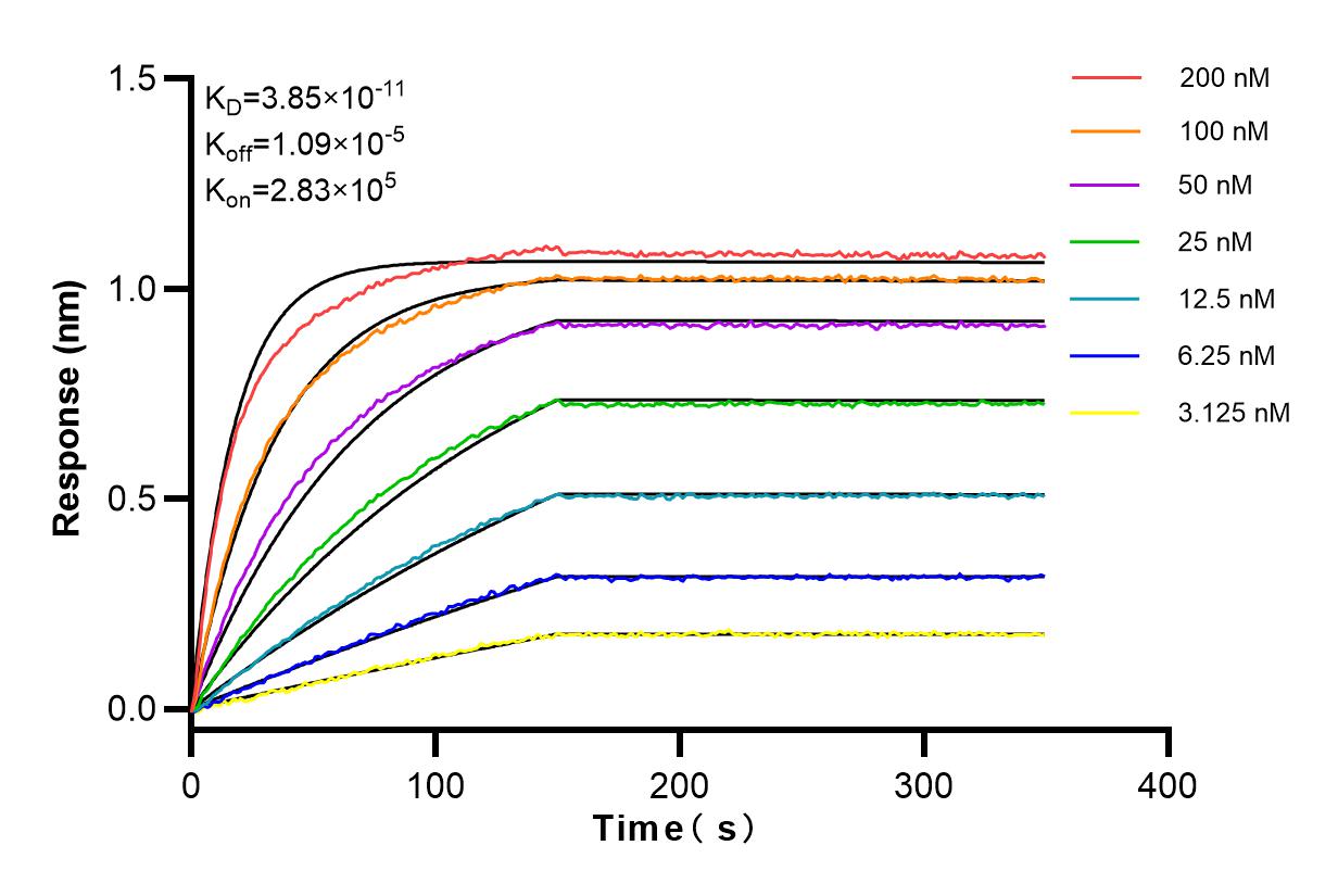 Affinity and Kinetic Characterization of 82271-8-RR