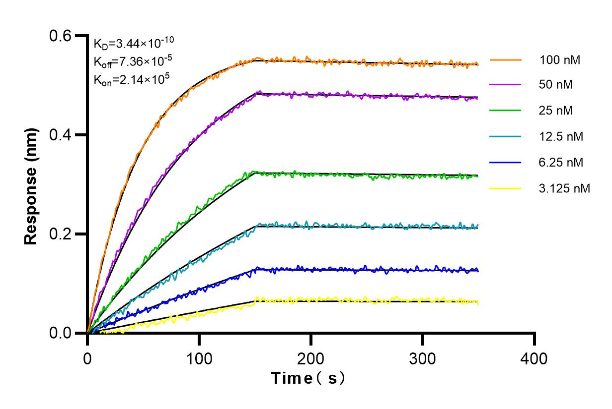 Affinity and Kinetic Characterization of 82278-1-RR