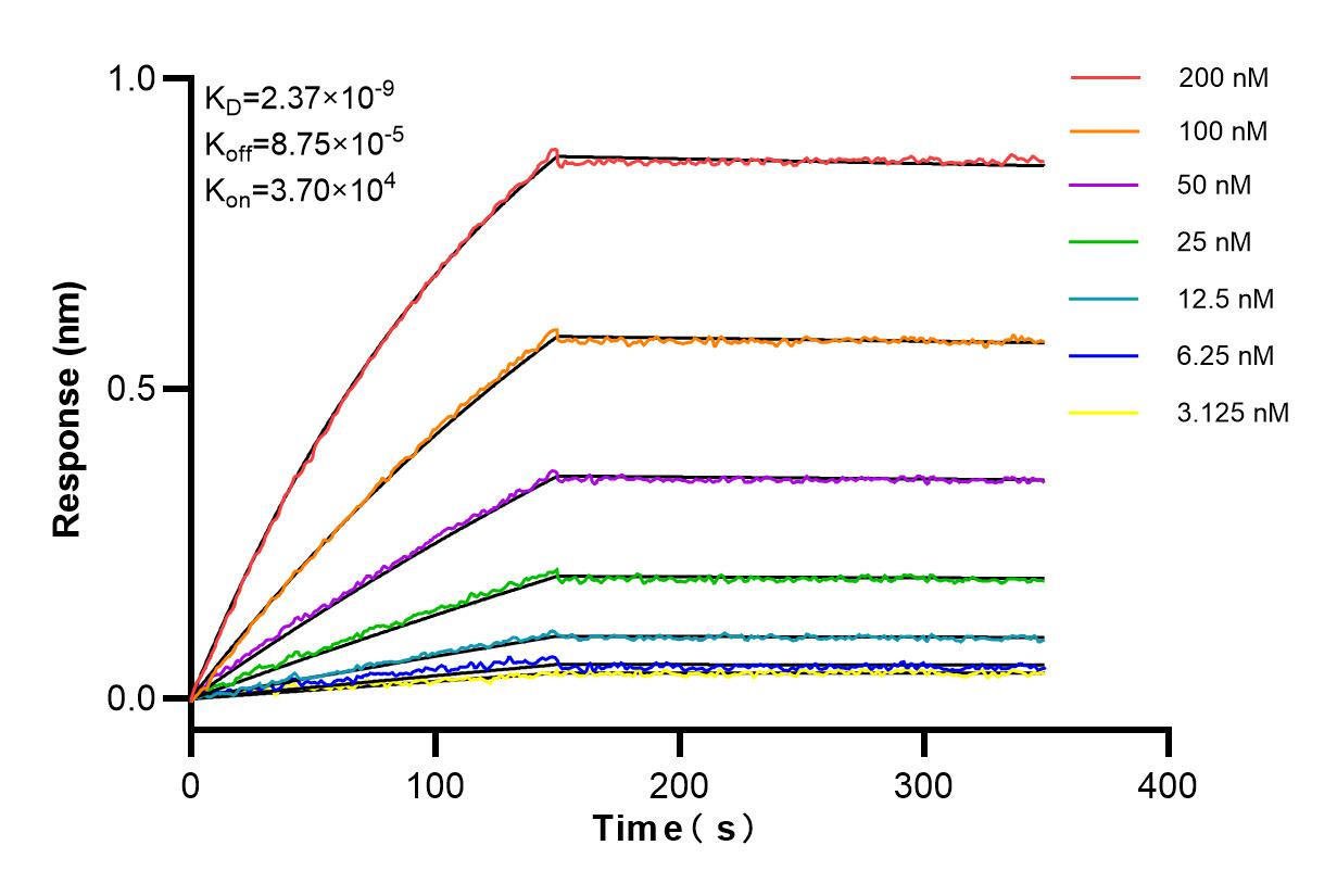 Affinity and Kinetic Characterization of 82288-1-RR