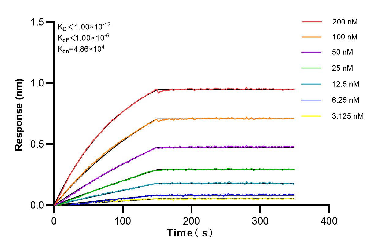 Affinity and Kinetic Characterization of 82508-1-RR