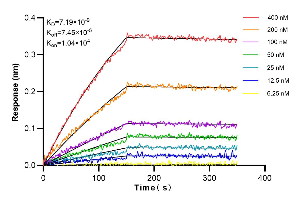 Affinity and Kinetic Characterization of 82525-1-RR