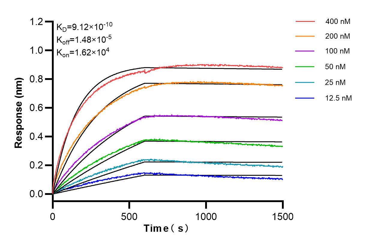 Affinity and Kinetic Characterization of 82525-1-RR