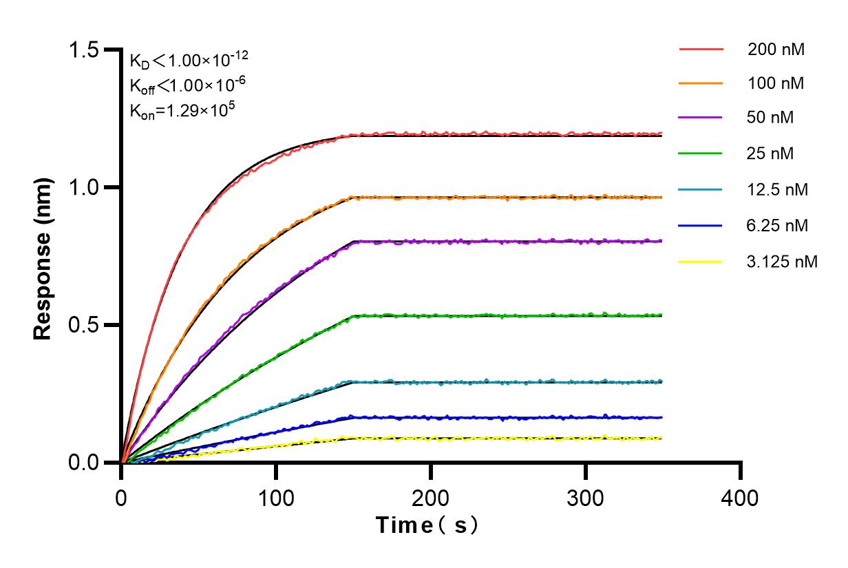 Affinity and Kinetic Characterization of 82609-1-RR