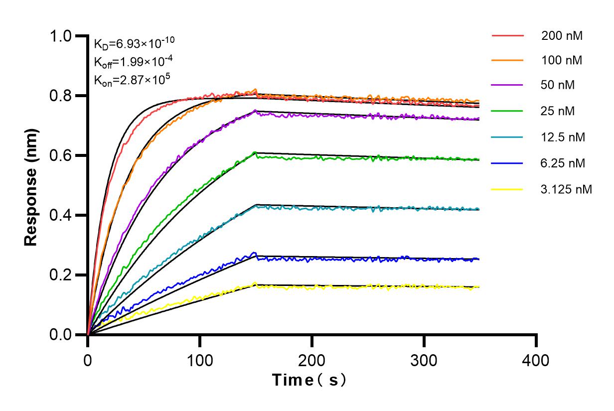 Affinity and Kinetic Characterization of 82619-4-RR