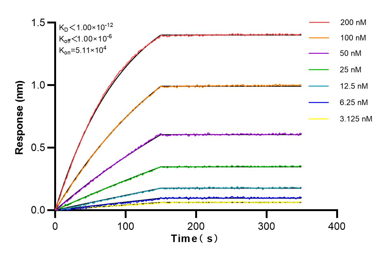 Affinity and Kinetic Characterization of 82623-1-RR