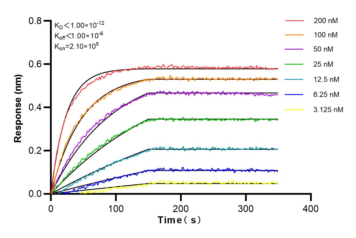 Affinity and Kinetic Characterization of 82659-1-RR