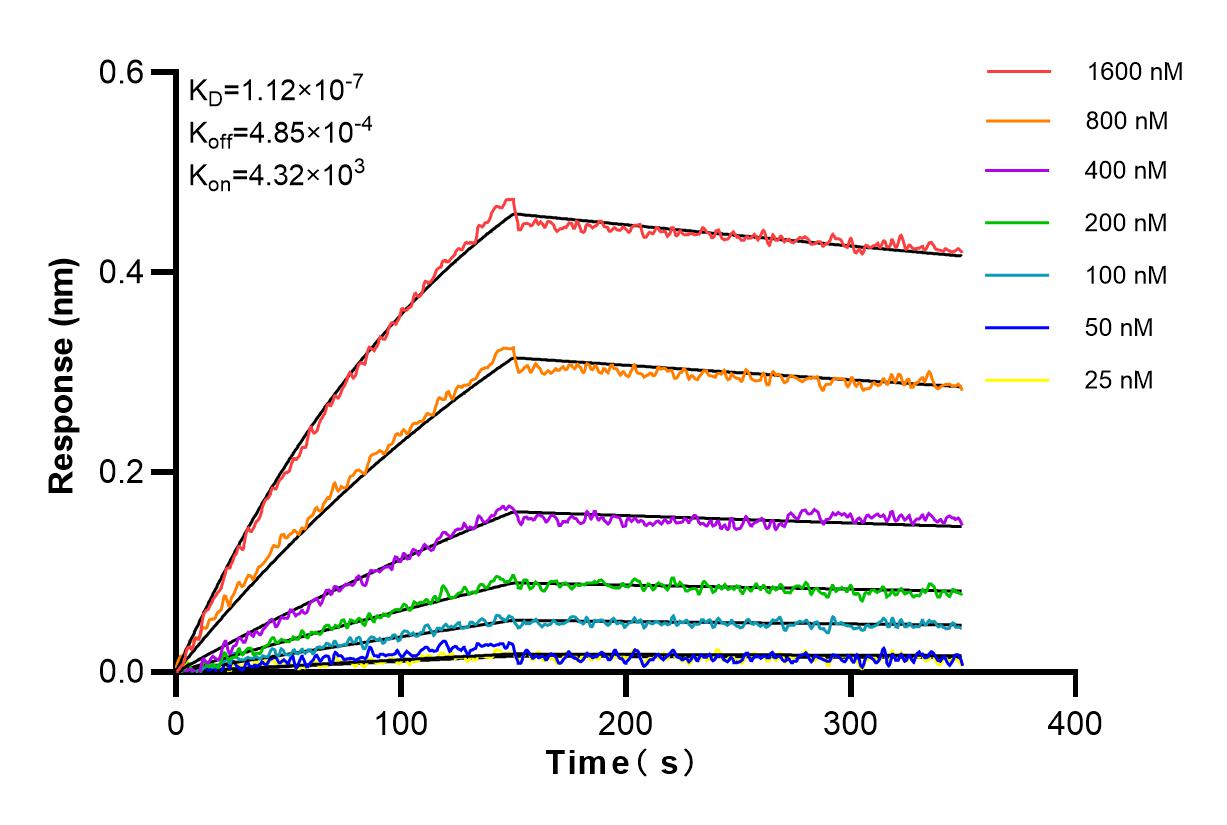 Affinity and Kinetic Characterization of 82669-2-RR