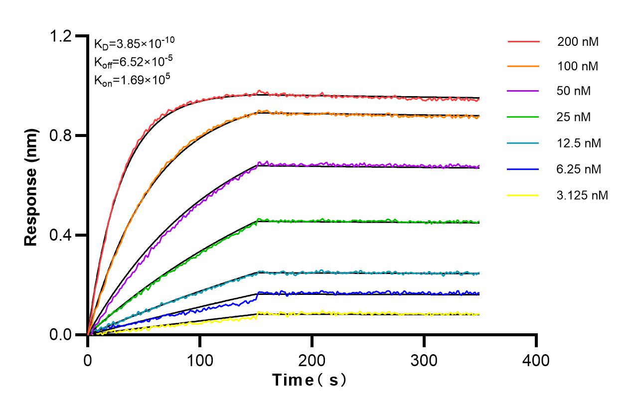 Affinity and Kinetic Characterization of 82672-1-RR