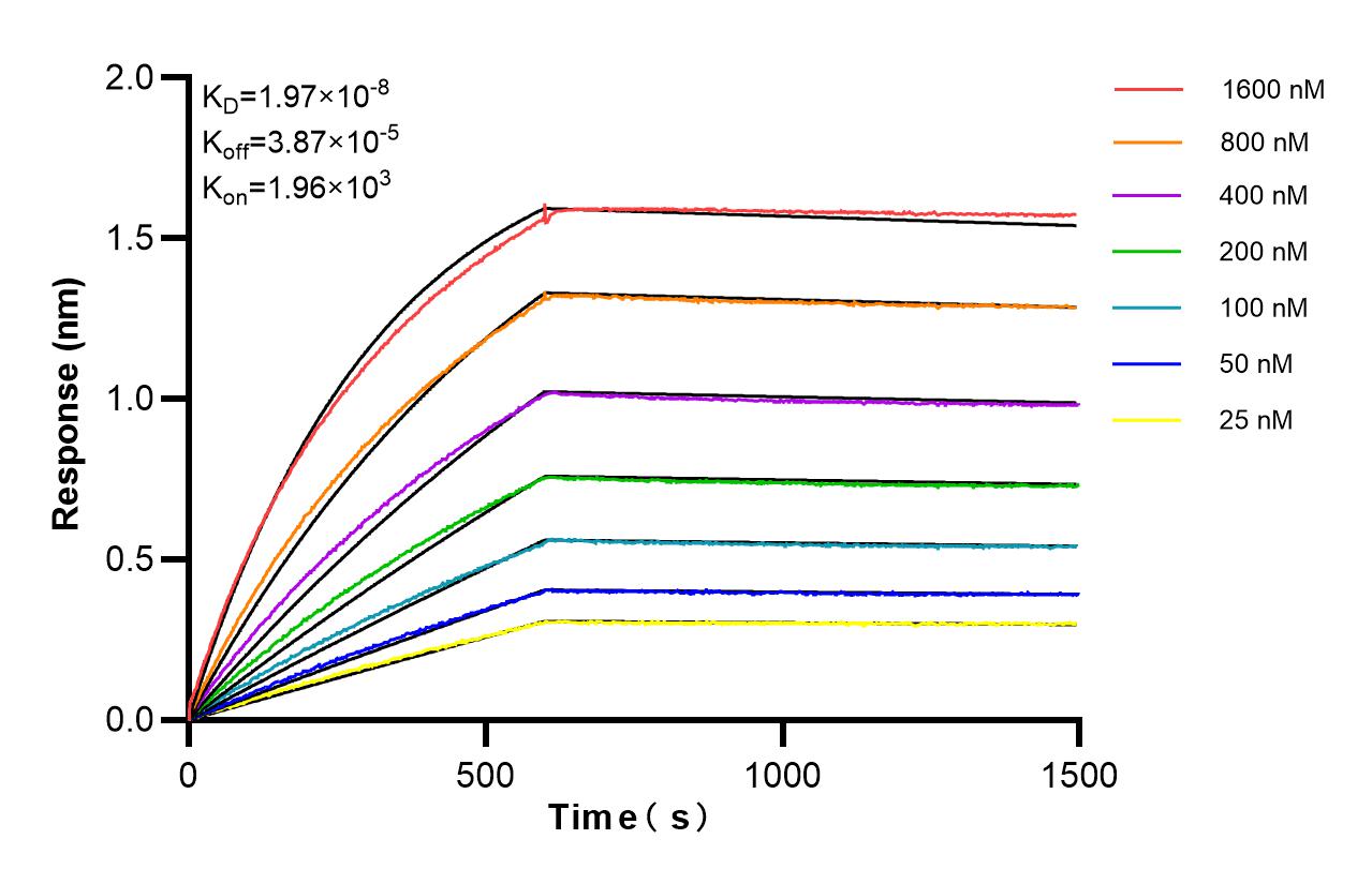 Affinity and Kinetic Characterization of 82673-2-RR