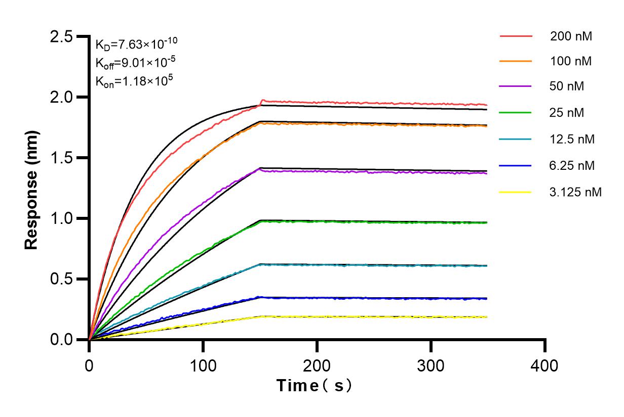 Affinity and Kinetic Characterization of 82677-1-RR