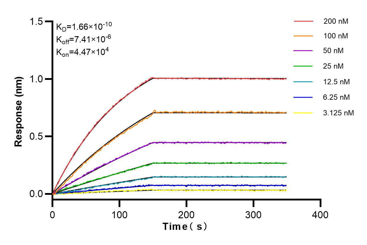 Affinity and Kinetic Characterization of 82689-3-RR