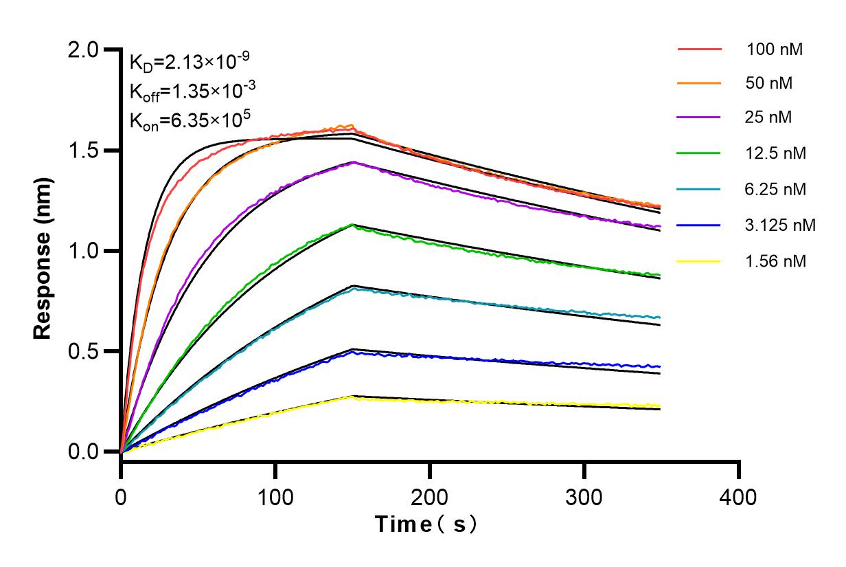 Affinity and Kinetic Characterization of 82695-4-RR