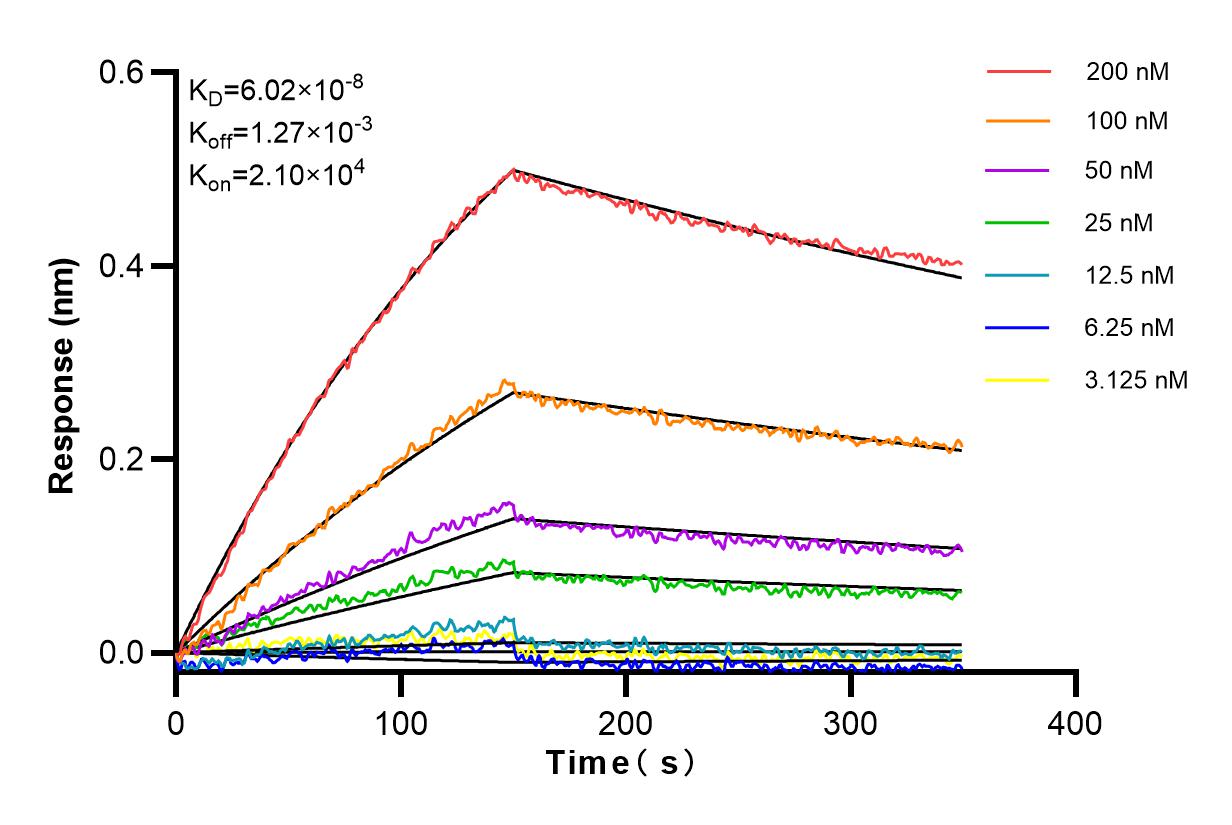 Affinity and Kinetic Characterization of 82696-17-RR