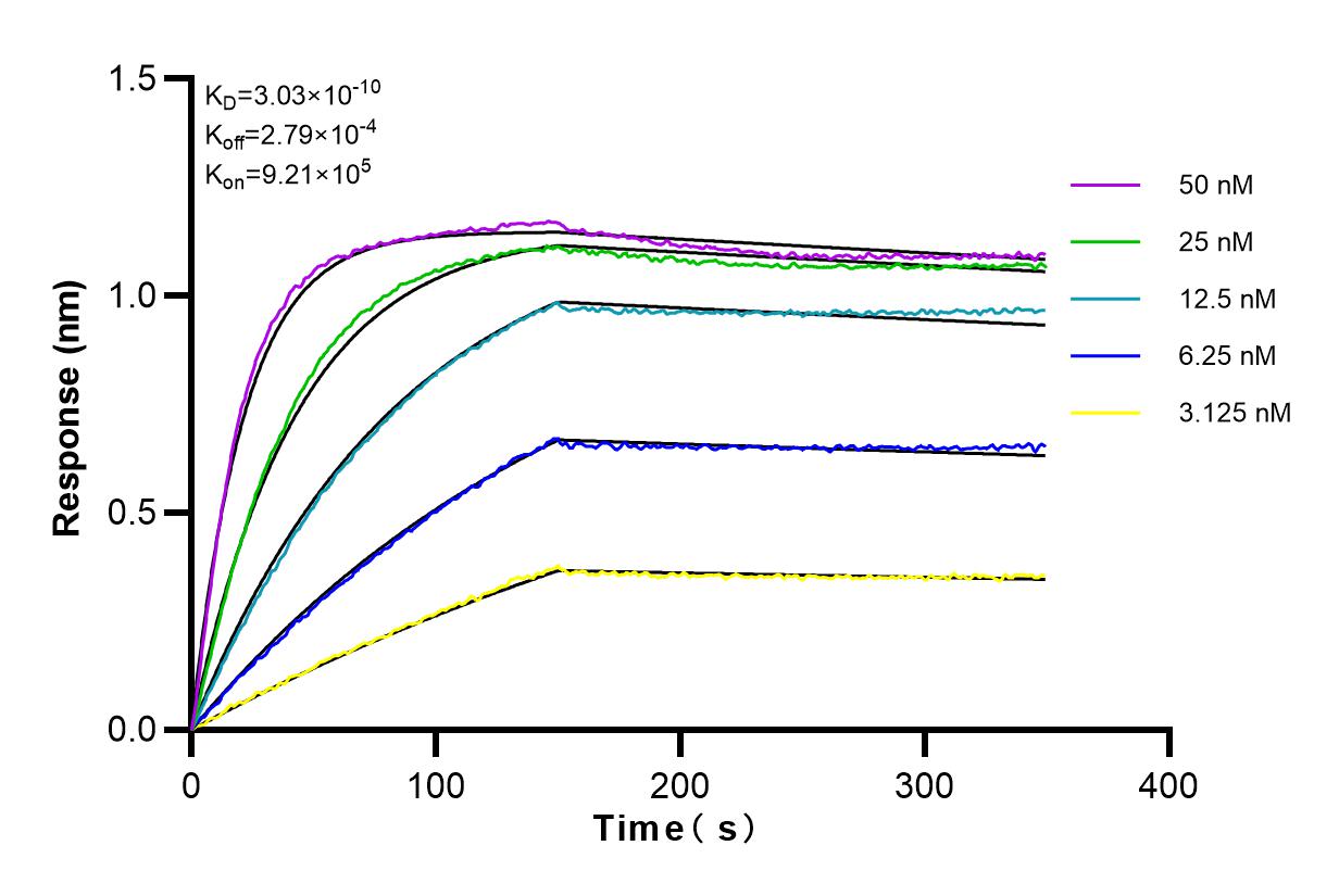 Affinity and Kinetic Characterization of 82697-1-RR