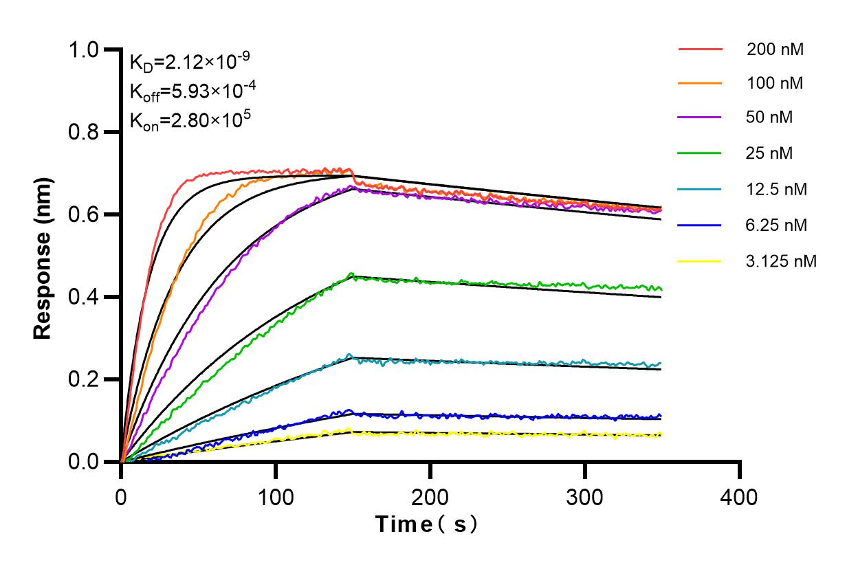 Affinity and Kinetic Characterization of 82702-1-RR