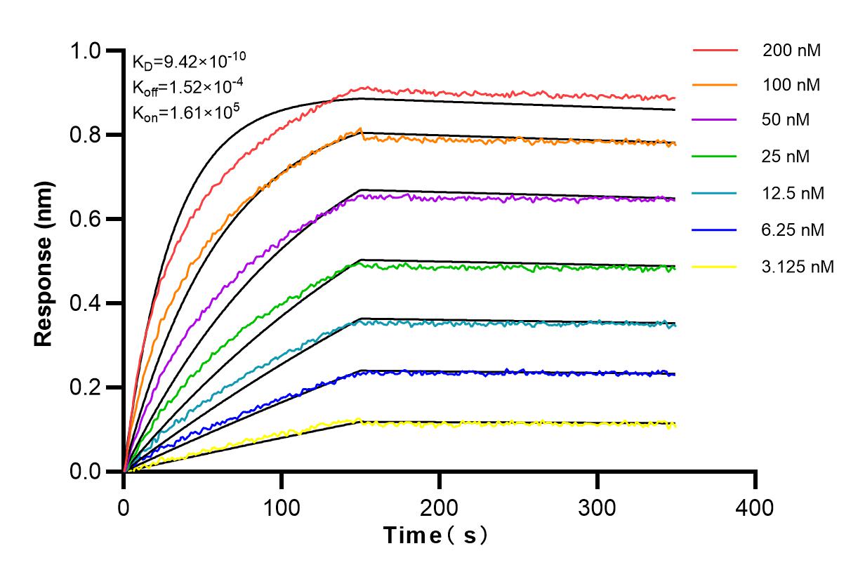 Affinity and Kinetic Characterization of 82705-8-RR