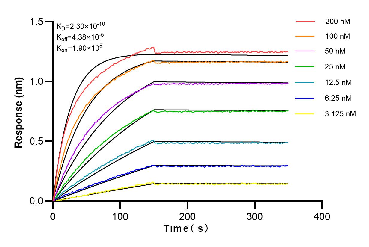 Affinity and Kinetic Characterization of 82715-1-RR