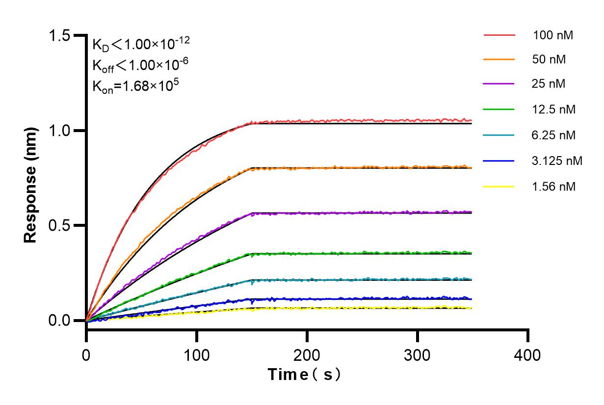 Affinity and Kinetic Characterization of 82718-3-RR