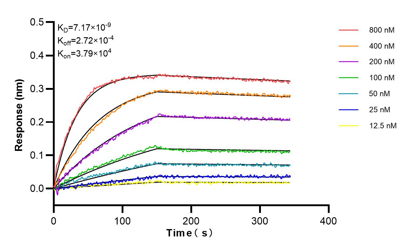 Affinity and Kinetic Characterization of 82730-10-RR
