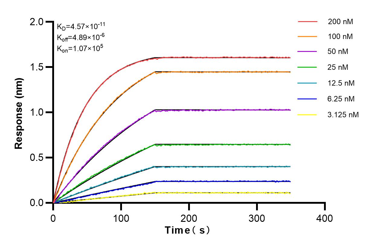 Affinity and Kinetic Characterization of 82745-1-RR