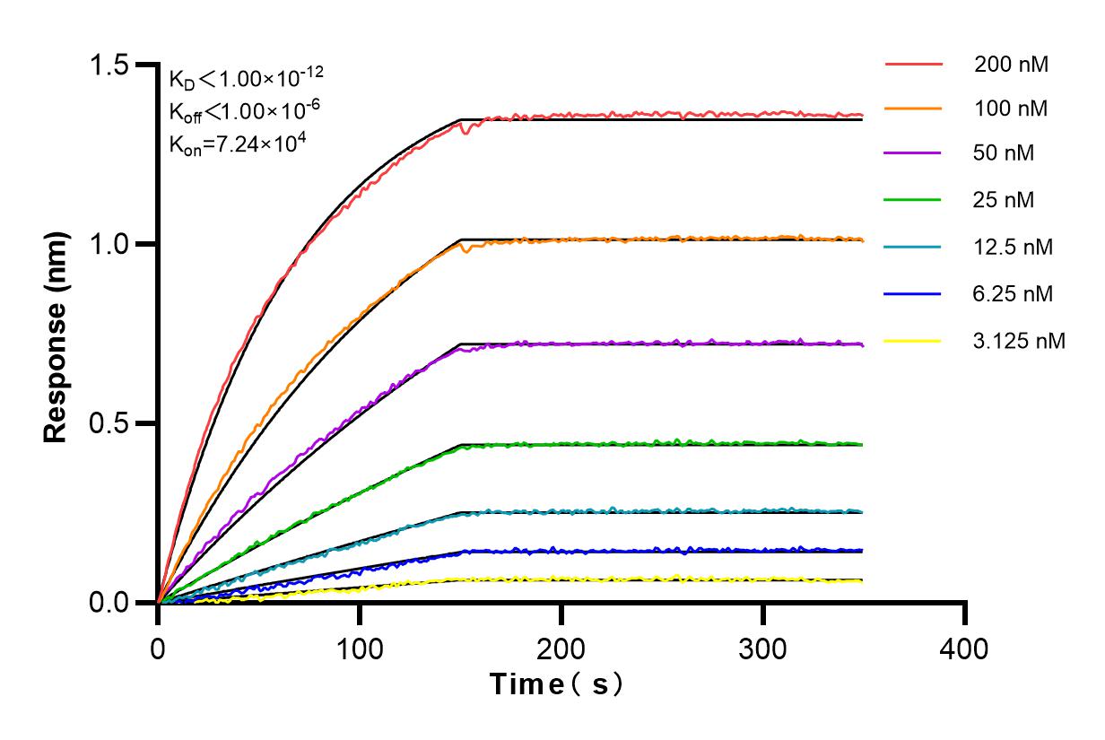 Affinity and Kinetic Characterization of 82757-2-RR